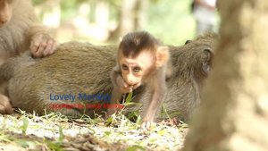 Because Of Some Food That Force Angel Biting Attack Rose Cry Hurt Loudly Without Other Monkey Help.