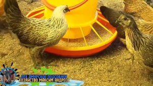 Куры породы Люйкеданьцзи