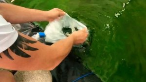 Запустили бестера в пруд весом 300 гр 09.07.2020 г