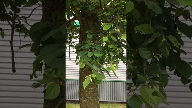 Grey alder (Alnus incana) - trunk & leaves - May 2018