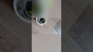 Крестовник крупноязычковый , размножение плетьми.