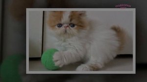 Мимишность зашкаливает! Побдорка милых котят 2017  Мимишное видео