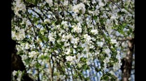 Надежды маленький оркестрик...