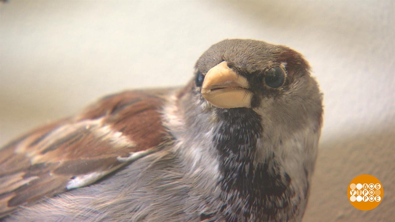 Где обедал воробей? И куда он делся? Доброе утро. Фрагмент выпуска от 20.03.2024