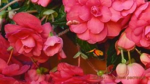 Бегония клубневой Пинк (pink) ? обзор: как сажать, семена бегонии Пинк