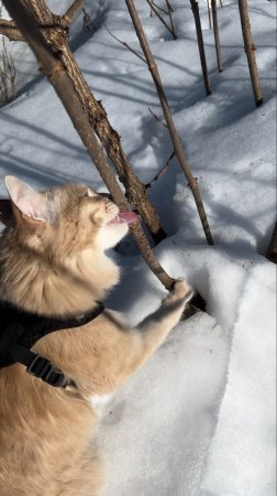 Кот - бобер!😂 он что-то знает про бузину!