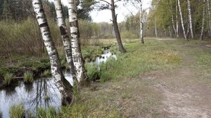 Весеннее пение птиц и барабанная дробь большого пёстрог дятла