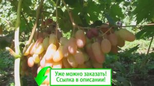 Виноград преображение