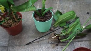 Орхидея Каттлея Гибридная. Посылка с сюрпризом, не повторяйте моих ошибок!!!