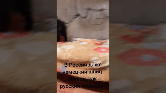 Шпицы померанские.