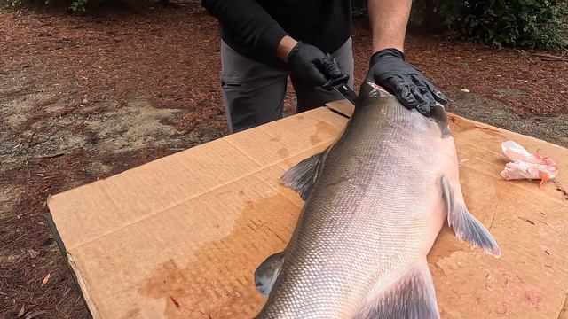 How to Fillet a BIG Salmon #fishing Coho Chinook Mustad Knife #camping #salmon смотреть онлайн