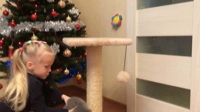 СЮРПРИЗ НА РОЖДЕСТВО! Подарили котёнка Милане. Шотландский голубой вислоухий кот.
