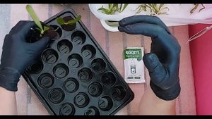 Посадка фаленопсисов из фласки.