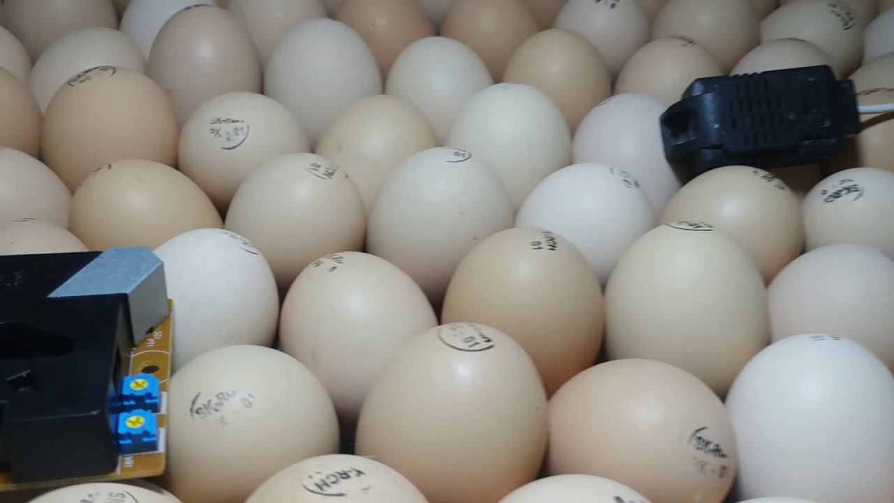 Бройлер Кобб500