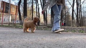 Первая прогулка с щенком. Той пудель Лео. Наш опыт