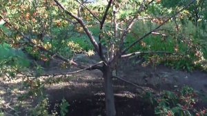 Летний полив Черешня Валерий Чкалов