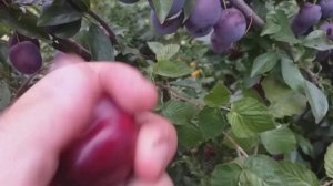 Алыча гибридная сорт Кубанская комета поздняя