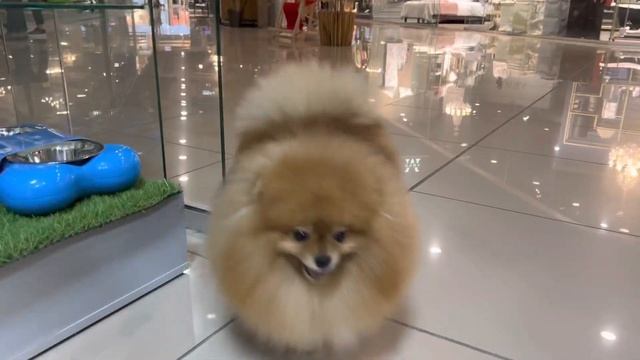 Салон для собак Кучерявая жизнь Киев. Марк Шпиц смотреть онлайн