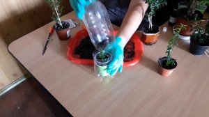 #Комнатные цветы. Как укоренить и размножить мирт
