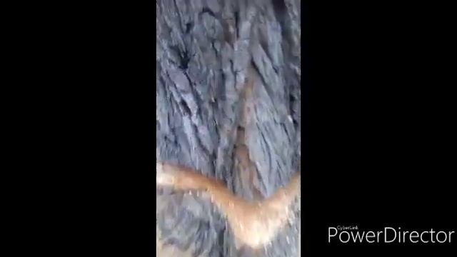 Бензопила Урал с удлиненной 75 см. шиной. смотреть онлайн