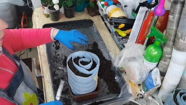 ОГУРЦЫ ЗОЗУЛЯ ранний посев. БАЗИЛИК и ЦИННИИ посев в улитку. Стрижка лука ЭКСИБИШН смотреть онлайн