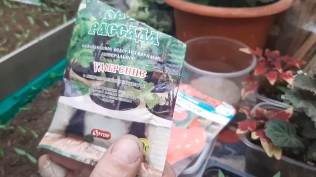 Чем подкормить Перец, ТАК РАССАДА ПЕРЦА БУДЕТ КРЕПКОЙ, важная подкормка перца