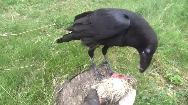 Содержание ВОРОНА// Воспитание врановой ПТИЦЫ смотреть онлайн