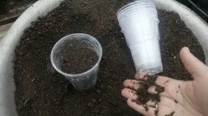 Гвоздика ампельная укоренилась и приступаем к высадке. Итоги осеннего черенкования.