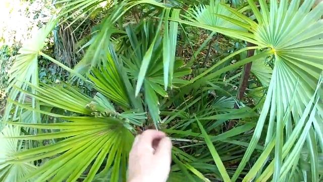 Chamaerops humilis palms are less cold hardy than Trachycarpus fortunei