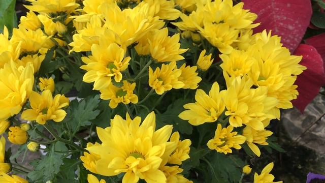 How to grow gerbera flowers from leaves смотреть онлайн