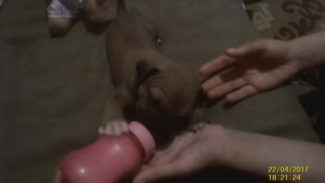 годуем щенка молоком смотреть онлайн