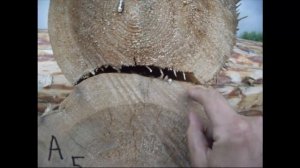 ЧТО ТАКОЕ ОЦИЛИНДРОВАННОЕ БРЕВНО?И С ЧЕМ ЕГО ЕДЯТ?