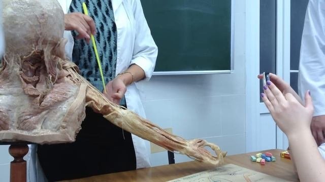 Plexus Brachialis Плечевое сплетение
