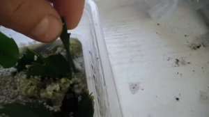 Размножение ПЕТУНИИ черенками на воде. Результат как всегда.