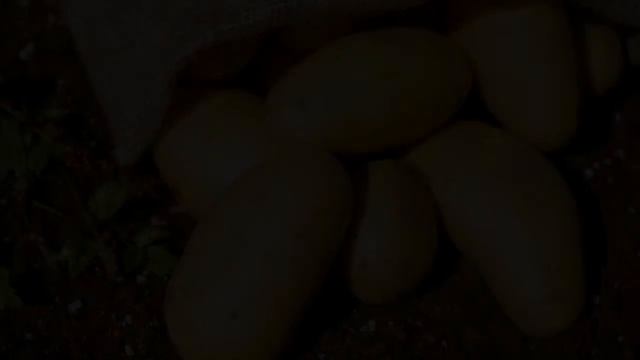 Картошка Королева Анна Описание Отзывы