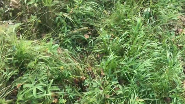 За грибами с Ромиком / Лоси / Сушеные лисички / Суп из лисичек смотреть онлайн