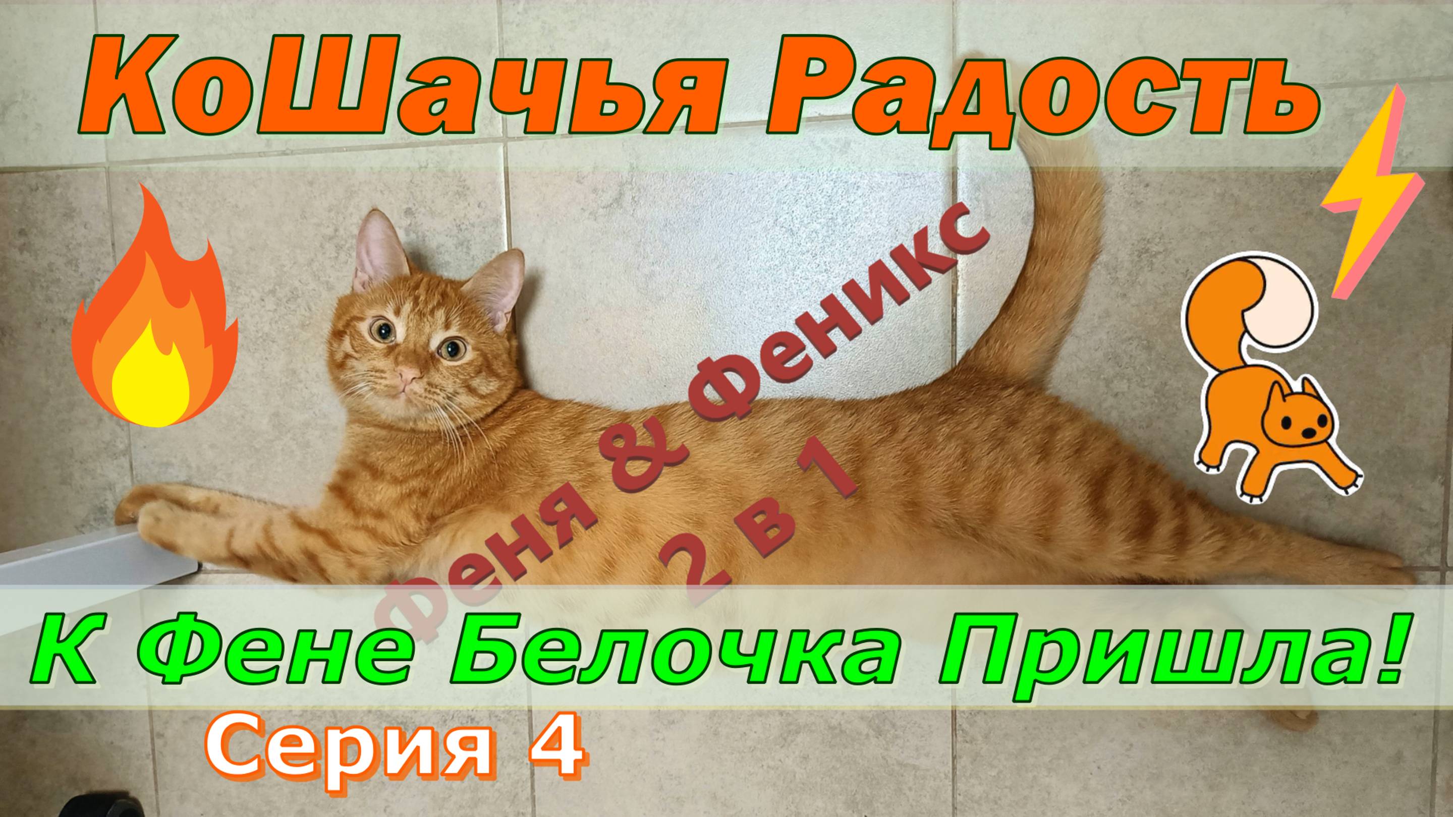 Кошачья Радость. К Фене Белочка Пришла. Серия 4 Кот Феня, он же Феникс