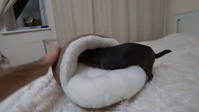 Новое место для чихуахуа Лилу- Тапок! смотреть онлайн