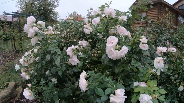 Роза Флорибунда Аспирин смотреть онлайн