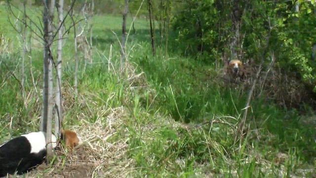 Заводчик РПГ, Жилин В.Г. Алтайский Край. Заплывино, на стане. 2014 г. смотреть онлайн