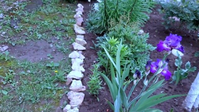 Экскурсия по нашему саду. Цветут ирисы, пионы, клематисы и многие другие растения. Мама старалась ) смотреть онлайн