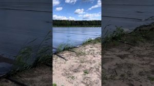 Укрыли семена кизильника и поливаем. Проводим стратификацию.