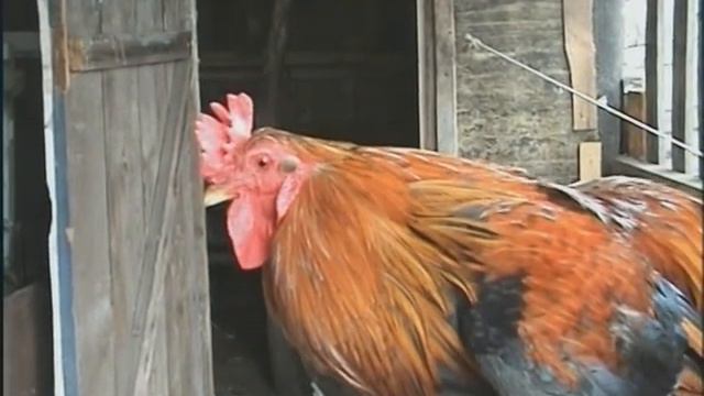 Песенка о здоровых привычках.