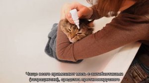 У котенка гноятся глаза: чем лечить в домашних условиях