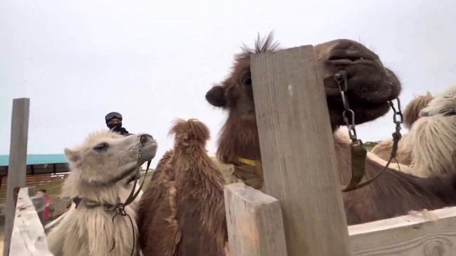 Труженики Верблюжьего острова смотреть онлайн