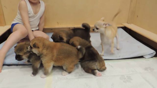 Щенки акита ину в Сургуте смотреть онлайн