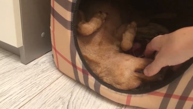 Как я провел выходные) Спящий щенок, смешные и забавные животные) той терьер спит без задних ног) смотреть онлайн