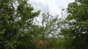 3 августа-Молчальник.День пророка Иезекииля.Народные приметы.