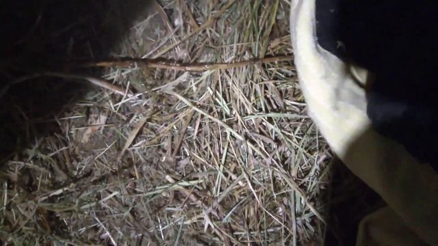 окот (роды) козы часть первая - рождение Сливки смотреть онлайн