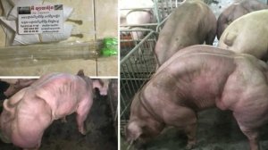 Мужик выращивает огромных свиней мутантов у себя на ферме